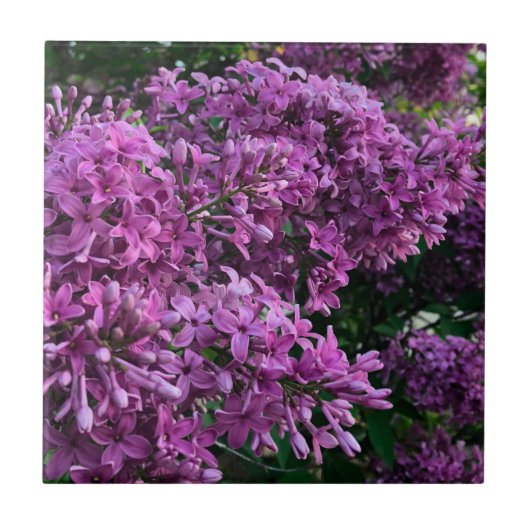 Carreau lilas rose violet | photo florale rose romantique (Devant)