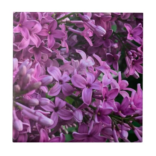 Carreau lilas rose violet | photo florale rose romantique (Devant)