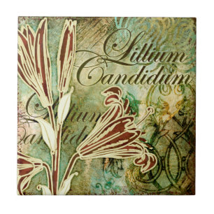 Carreau Lillium candidum