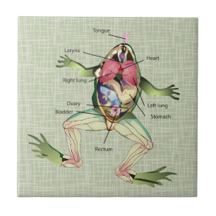 Carreau L'illustration de l'anatomie de la grenouille