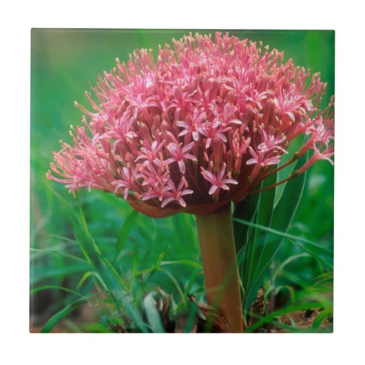Carreau Lily africaine (Agapanthus Praecox), Mala Mala (Devant)