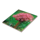 Carreau Lily africaine (Agapanthus Praecox), Mala Mala (Côté)