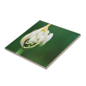 Carreau Lily africaine, Praecox d'Agapanthus, Cap (Côté)