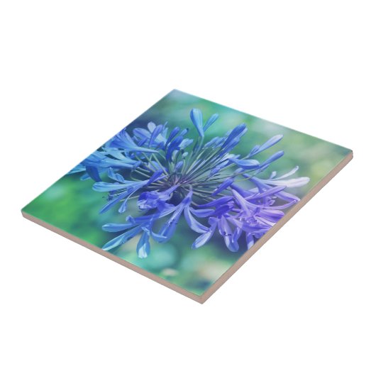 Carreau Lily du Nil (Côté)