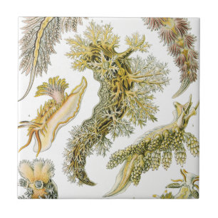 Carreau Limaces de mer, escargots par Ernst Haeckel, Anima