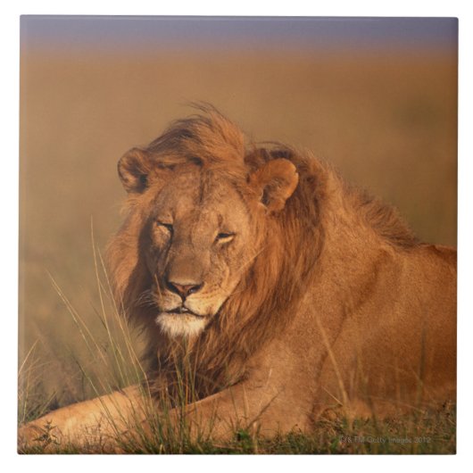 Carreau Lion (Devant)