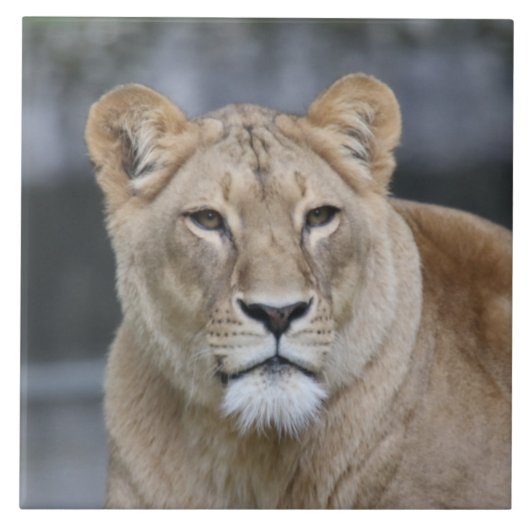 Carreau Lion 004 (Devant)