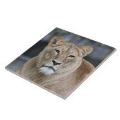 Carreau Lion 004 (Côté)