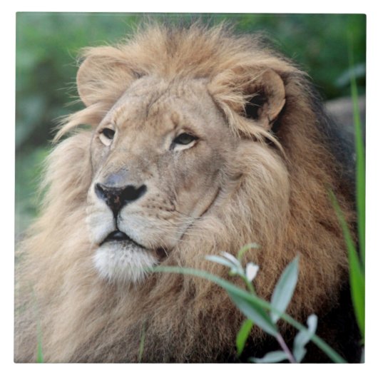 Carreau Lion 021 (Devant)