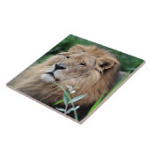 Carreau Lion 021 (Côté)