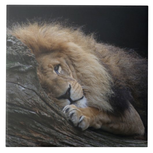 Carreau Lion 030 (Devant)