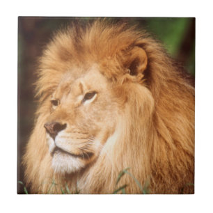Carreau Lion adulte mâle