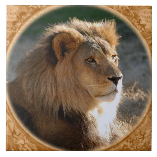 Carreau Lion africain 6775e11x11fram-b (Devant)