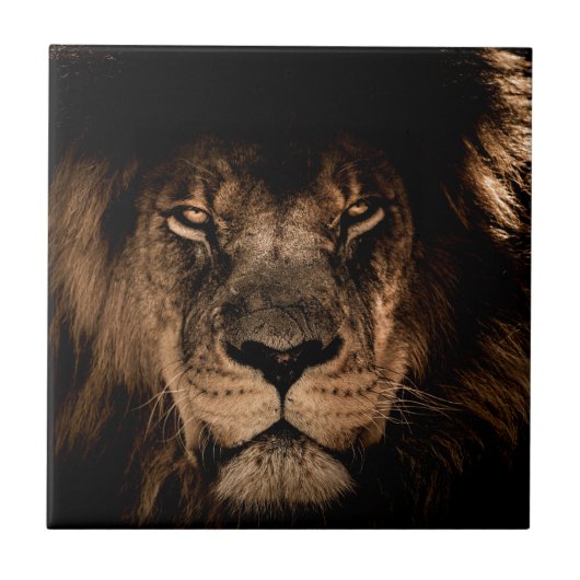 Carreau lion d'afrique yeux fermés (Devant)