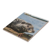 Carreau Lion de mer (Côté)