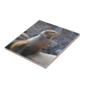 Carreau Lion de mer (Côté)