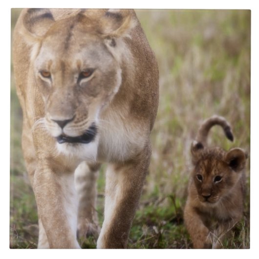 Carreau Lion femelle avec petit (Devant)