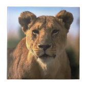 Carreau Lion Lovers Femme Lioness (Devant)