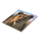 Carreau Lion Lovers Femme Lioness (Côté)