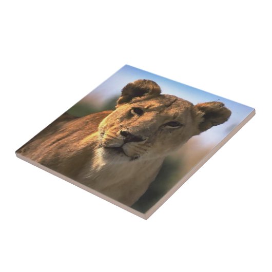 Carreau Lion Lovers Femme Lioness (Côté)