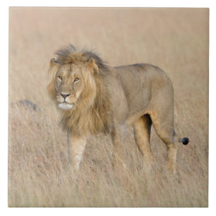 Carreau Lion marche