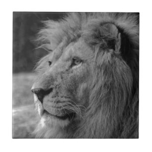Carreau Lion noir et blanc - Art de la photographie animal