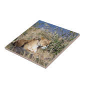 Carreau Lioness resting (Côté)