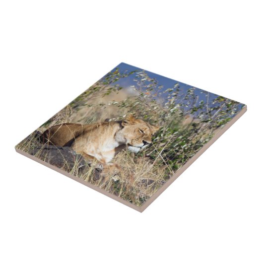 Carreau Lioness resting (Côté)