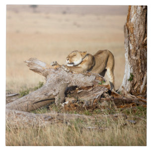 Carreau Lioness stretching