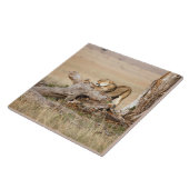 Carreau Lioness stretching (Côté)