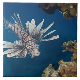 Carreau Lionfish (volitans de Pterois) nageant plus de