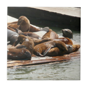 Carreau Lions de mer au soleil à San Francisco