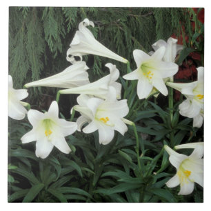Carreau Lis de Pâques (Lilium regale)