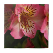 Carreau Lis péruvien (aurea d'Alstroemeria) (Devant)
