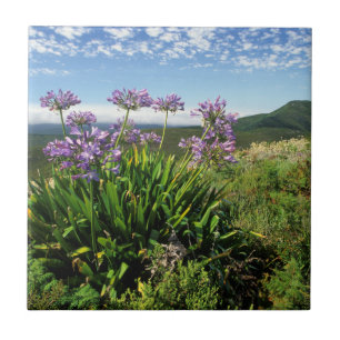 Carreau Lisianthus d'Afrique (Agapanthus praecox), Mossel