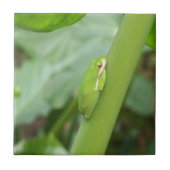 Carreau littleepy green tree frog (Devant)