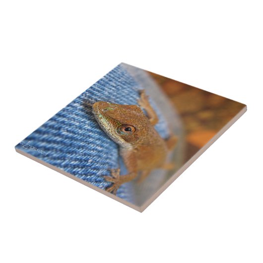 Carreau Lizard d'Anole Verte (Côté)