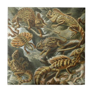 Carreau Lizards par Ernst Haeckel Vintage Lacertilia Anima
