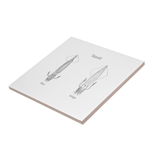 Carreau Logo de calmar (schéma) (Côté)