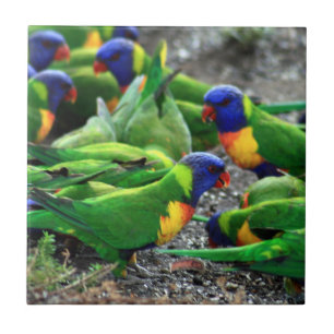 Carreau Lorikees arc-en-ciel australiens