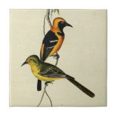 Carreau Loriot à capuchon (Devant)