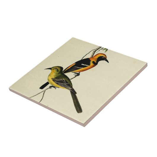 Carreau Loriot à capuchon (Côté)