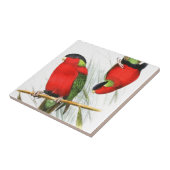 Carreau Lory colleté (Côté)