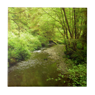 Carreau Lost Man Creek I au parc national de Redwood