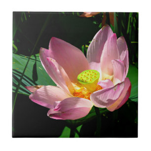 Carreau Lotus Blossom