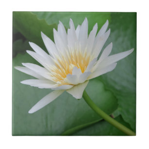 Carreau Lotus, Namaste, méditation, zen, magasins, plante,