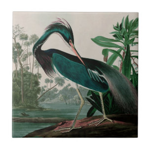Carreau Louisiana Heron Birds of America Audubon Imprimer