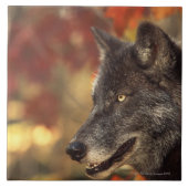 Carreau Loup 2 (Devant)