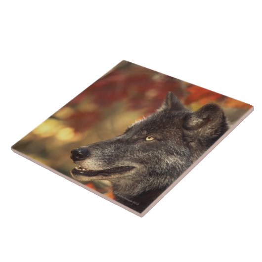 Carreau Loup 2 (Côté)