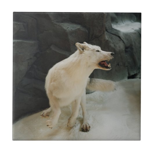 Carreau Loup blanc (Devant)